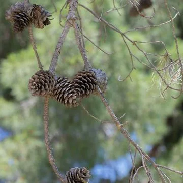 Pine cones growing on tree branches in forest Stock Photos