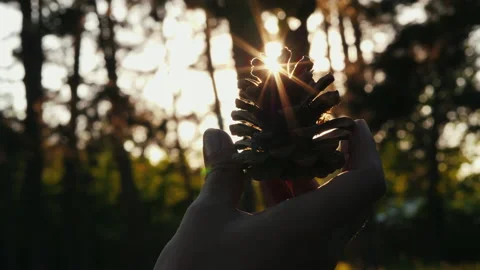 Pine cones in the hand and sun rays Stock Footage 130239493