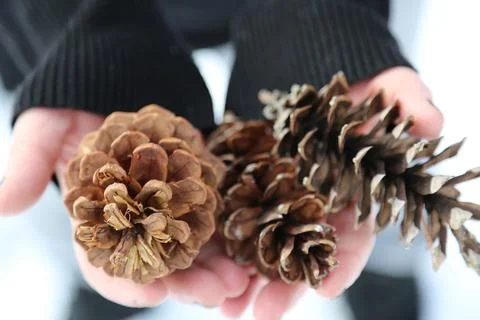 Pine cones in hand, close up. Stock Photos