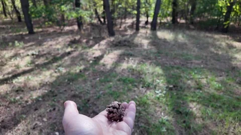 Pine cones in hand. man throwing pine cones. slow motion video 4k. Deft adu.. 動画素材 317157672