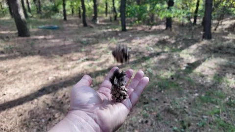 Pine cones in hand. man throwing pine cones. slow motion video 4k. Deft adu.. 動画素材 317157702
