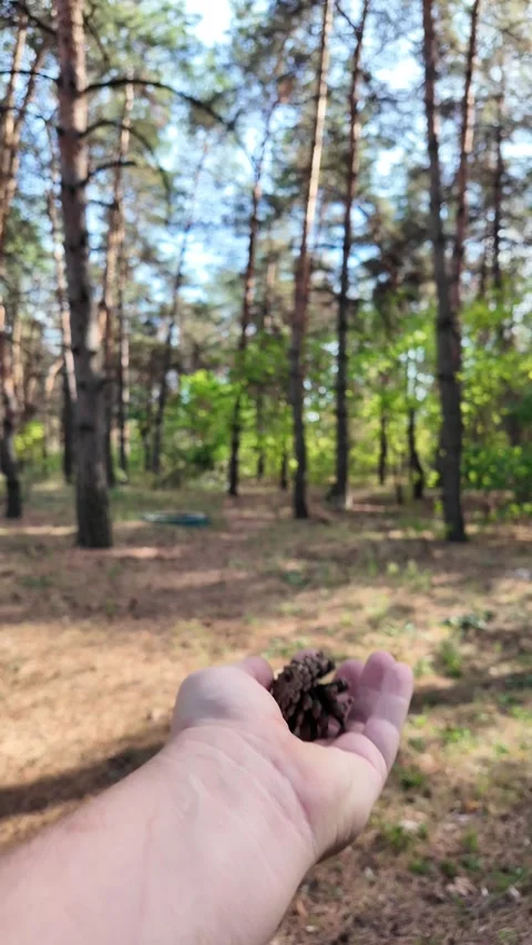 Pine cones in hand. man throwing pine cones. slow motion video 4k. Deft adu.. 動画素材 317157849