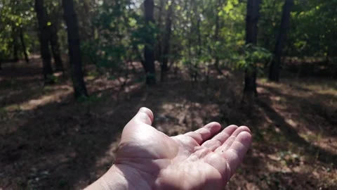 Pine cones in hand. man throwing pine cones. slow motion video 4k. Deft adu.. 動画素材 317157929