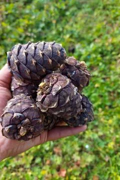 Pine cones in hand Stock-Fotos
