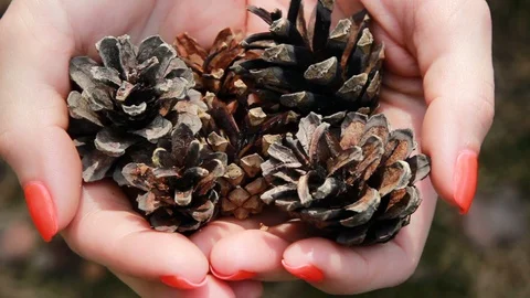 Pine Cones In The Hands Of A Girl. Close up Stock Footage 128229552