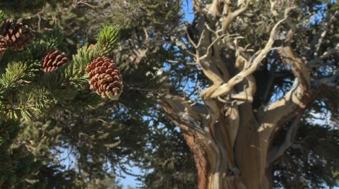 Pine cones hang from ancient bristlecone trees in the White Mountains of Stock Footage 943178
