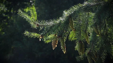 Pine cones hang from the branches of conifers in a forest Stock Footage 153090902