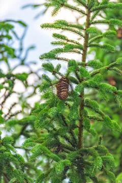Pine cones hang high up in the tree Stock Photos