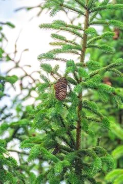 Pine cones hang high up in the tree Stock Photos