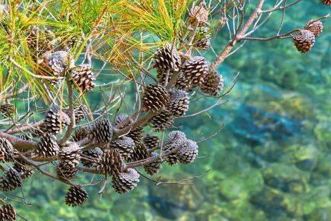 Pine cones hanging on branches above clear turquoise water Stock Photos