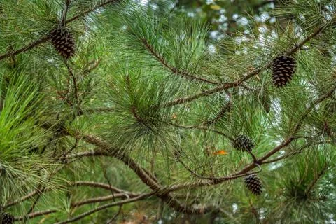 Pine cones hanging on branches Stock Photos
