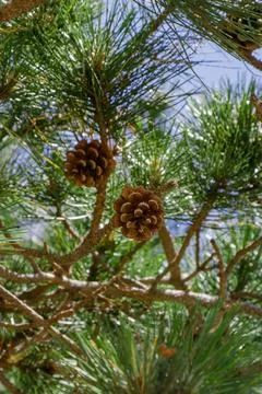 Pine cones hanging from branches on a sunny day in a peaceful forest Stock Photos
