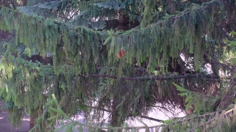 Pine cones hanging on a branches on windy sunny summer day. Bright colours. Stock Footage 112769750