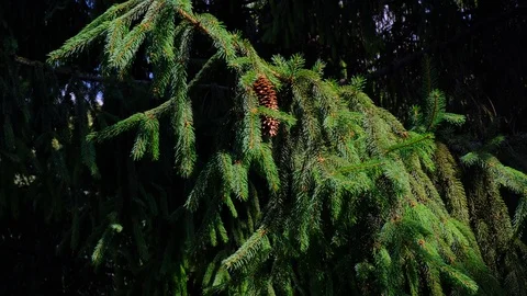 Pine cones hanging on a branches on windy sunny summer day. Bright colours. Stock Footage 112769803