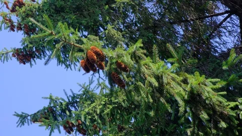 Pine cones hanging on a branches on windy sunny summer day. Bright colours. Stock Footage 112769844