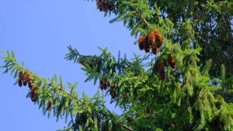 Pine cones hanging on a branches on windy sunny summer day. Bright colours. Stock Footage 112770006