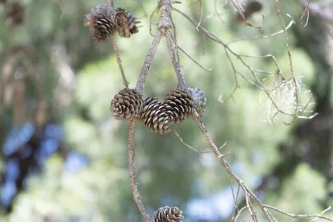 Pine cones hanging on dry tree branches in forest Stock Photos