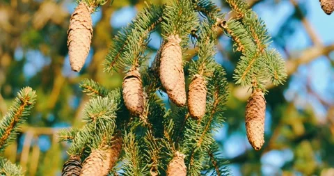 Pine cones hanging from green spruce tree branches in sunlight Stock-Footage 332538621