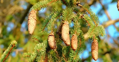 Pine cones hanging from green spruce tree branches in sunlight Stock Footage 332539678