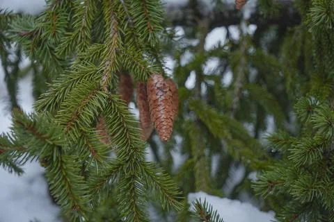 Pine Cones Hanging on Spruce Tree in Snowy Forest Stock Photos