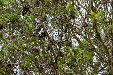 Pine cones hanging on tree branch. Stock Photos