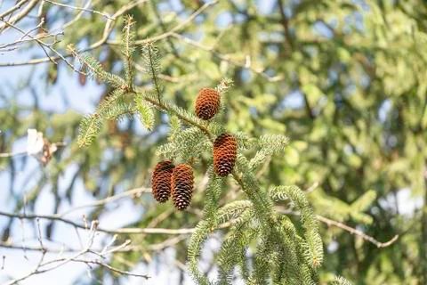 Pine cones hanging from a tree in a mixed forest photographed from below Foto stock
