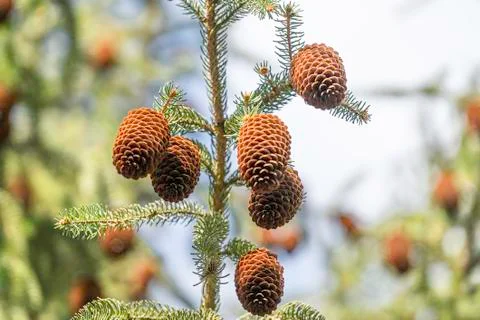 Pine cones hanging from a tree in a mixed forest photographed from below 스톡 사진