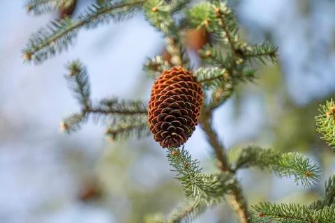 Pine cones hanging from a tree in a mixed forest photographed from below Stock-Fotos