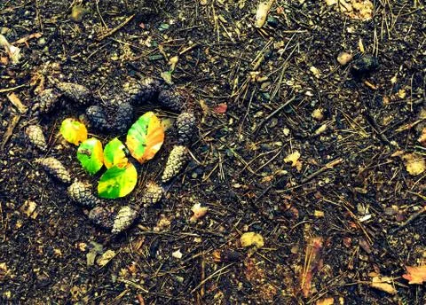 Pine cones heart creative concept autumn idea with place for text. Stock Photos