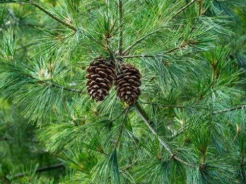 Pine cones on a Holford pine tree Stock Photos