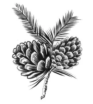 Pine cones Illustrazione stock