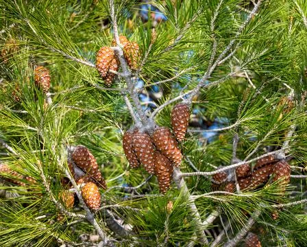Pine Cones. Isolated.  Close-Up Stock Photos