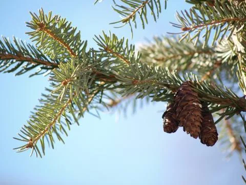 Pine cones, isolated in group in tree, towards blue sky Stock Photos