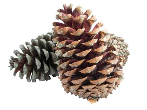 Pine cones isolated over white Stock Photos