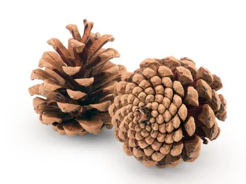 Pine cones isolated Stock Photos