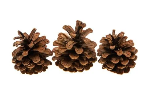 Pine cones isolated Stock Photos