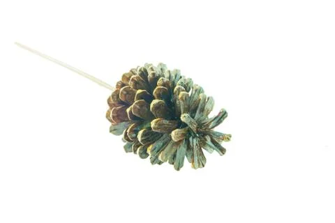 Pine cones isolated on white background. Stock Photos