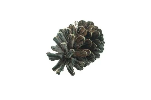 Pine cones isolated on a white background. Foto stock