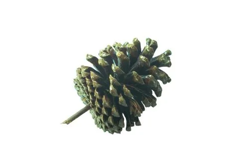 Pine cones isolated on a white background Foto stock