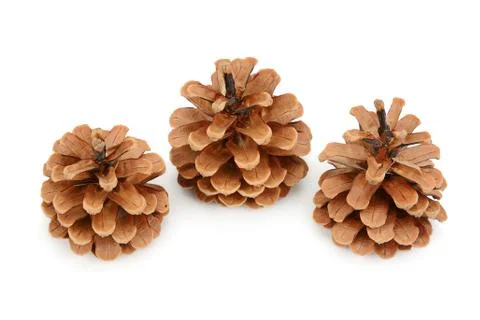 Pine cones isolated on white background 스톡 사진
