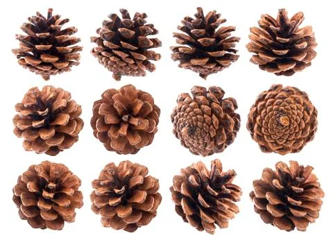 Pine cones isolated on white background closeup Foto stock
