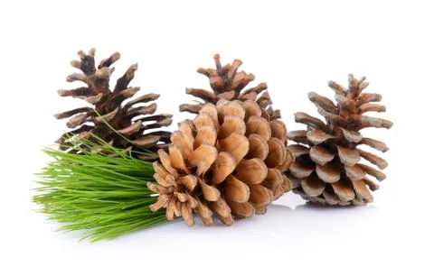 Pine cones isolated on white background Stock Photos