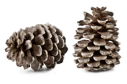 Pine cones isolated on white background Stock Photos