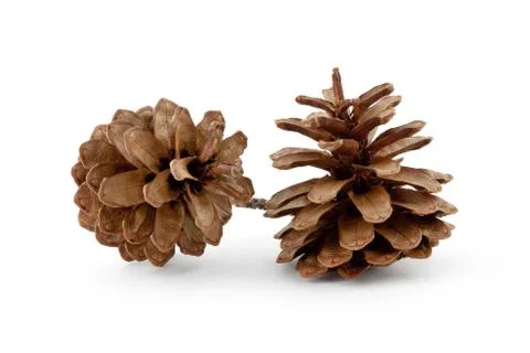 Pine cones isolated on white background Stock Photos