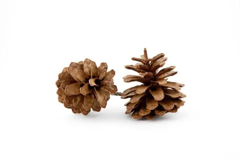 Pine cones isolated on white background Stock Photos