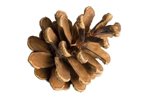 Pine cones isolated on white background, subject on white background Stock Photos