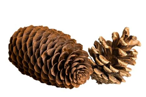 Pine cones isolated on white background, subject on white background Stock Photos