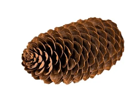 Pine cones isolated on white background, subject on white background Stock Photos