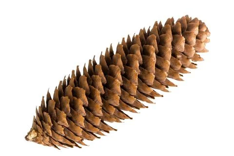 Pine cones isolated on white background, subject on white background Stock Photos