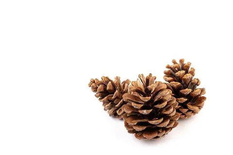 Pine cones isolated on a white background, photography Stock Photos